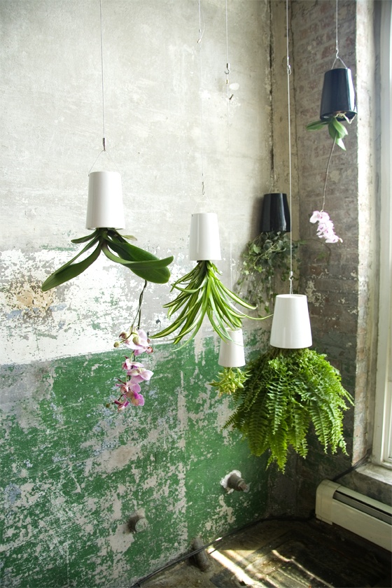 Mes plantes suspendues - Blueberry Home