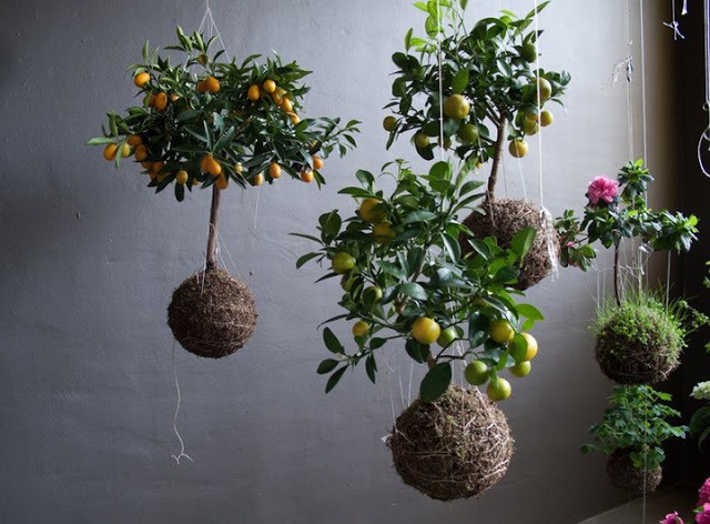 String Gardens Australie || kokedama