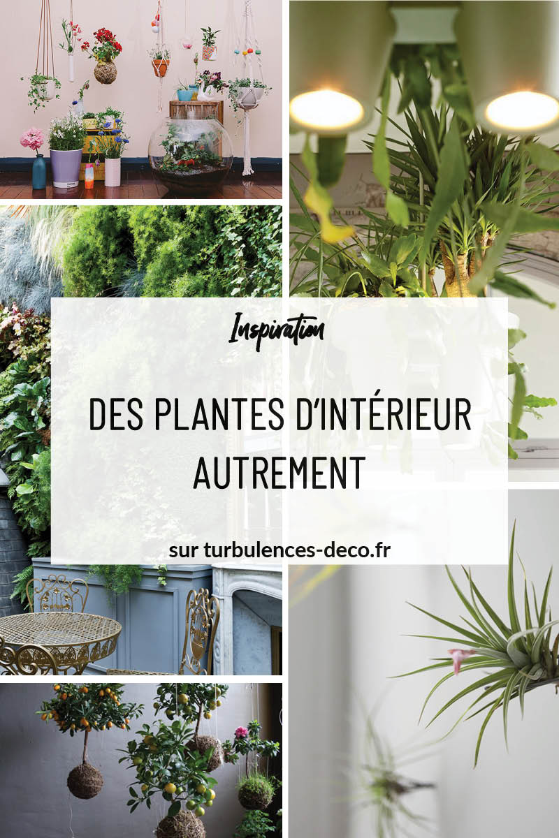 Des plantes vertes autrement à retrouver sur Turbulences Déco