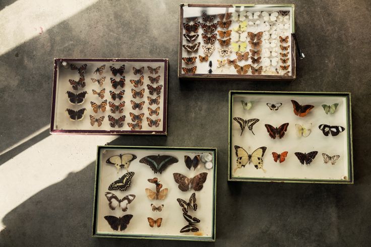 L'univers de Scotch Collectables, collection de papillons naturalisés