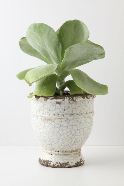 Anthropologie - Ivory Epoch Pot