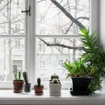 Des plantes devant la fenêtre