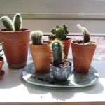Des plantes devant la fenêtre