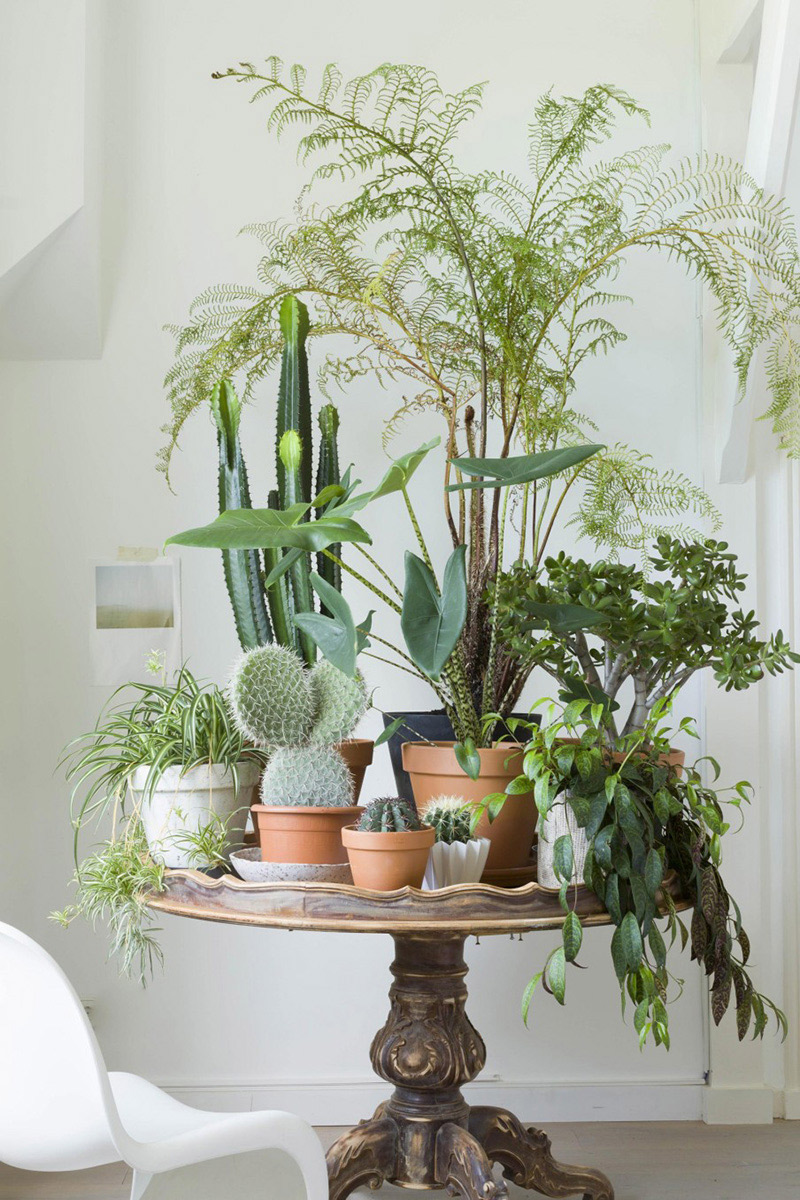 Blanc, plantes vertes et bois, la palette de couleurs et matériaux qui fonctionne bien