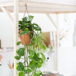 Boho Bohème et plantes