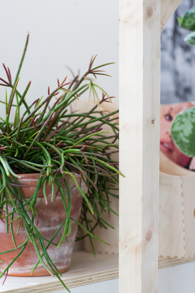 Floor blog || Lit en mezzanine et plantes
