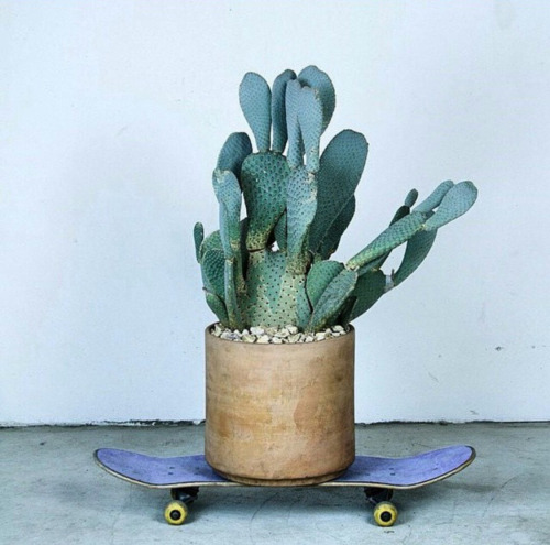 cactus sur skateboard