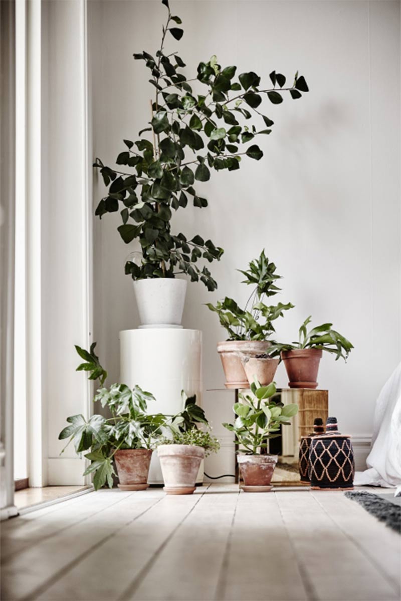 Pots de fleurs avec plantes verte