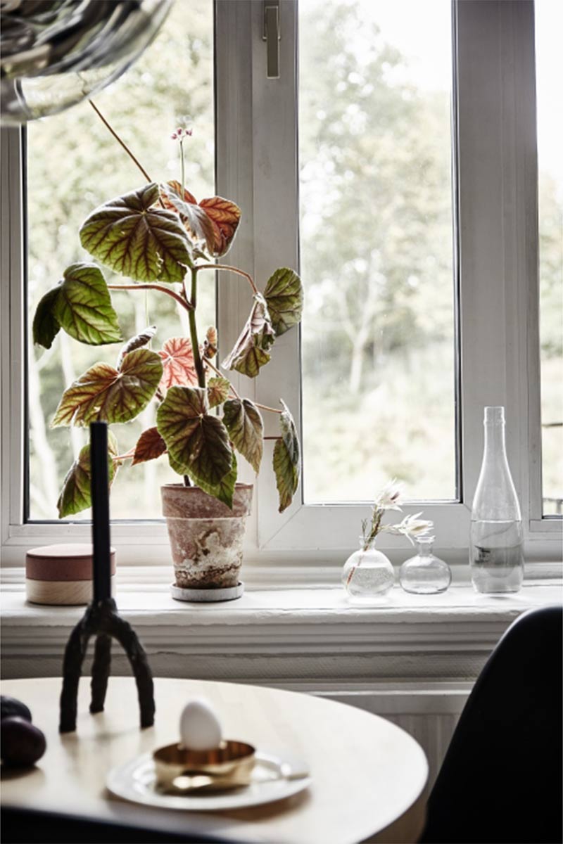 Pots de fleurs avec plantes verte