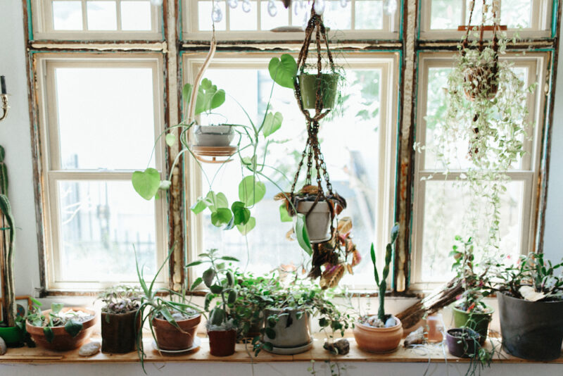 Des plantes vertes en mode hippie suspendues à la fenêtre