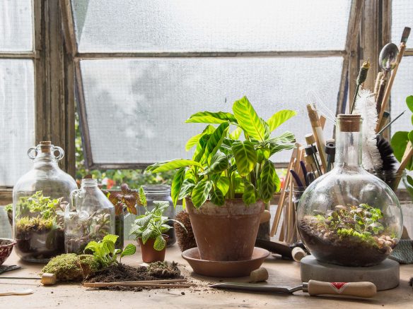 London Terrariums 