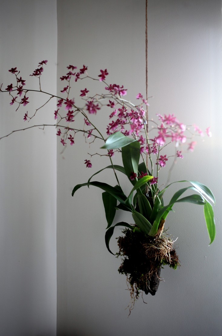 DIY Orchidée suspendue