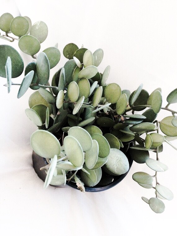 eucalyptus eucalyptus