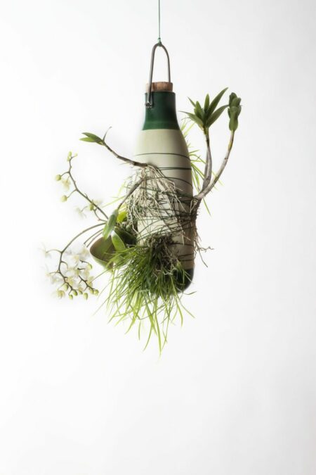 dossofiorito_epiphytes