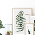 Affichez les plantes sur vos murs