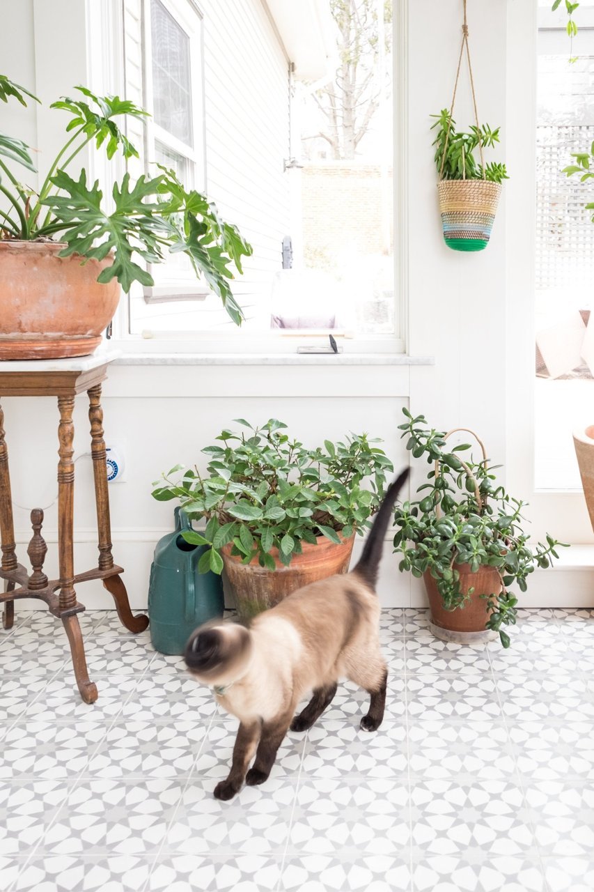 Déco blanche et plantes vertes - La véranda de Melissa Miranda à Boston