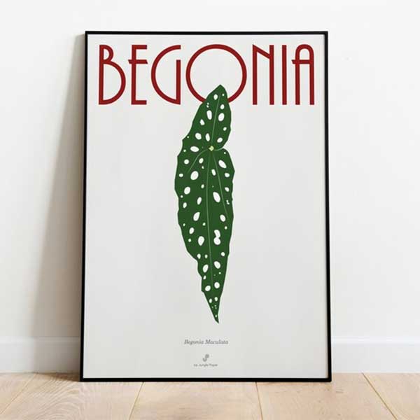 Affiche Bégonia Maculata - Jungle Paper sur Etsy