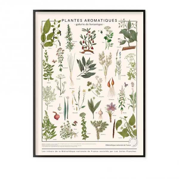 Planche les trésors de la Bibliothèque Nationale, Herbes aromatiques - Les Jolies Planches