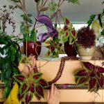 Trois intérieurs qui aiment les plantes