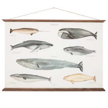 arminho_affiche-baleines