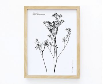 micush_impression-de-gysophile