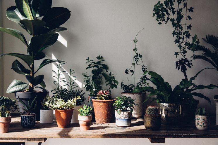 Aller savoir pourquoi on aime autant les plantes d'intérieur || via thefuturekept.com