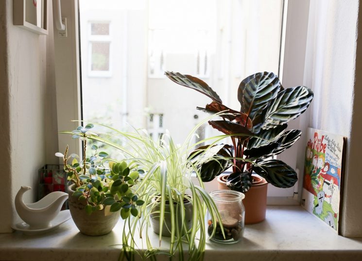 Aller savoir pourquoi on aime autant les plantes d'intérieur || L'intérieur aux Pays Bas par herzundblut.com