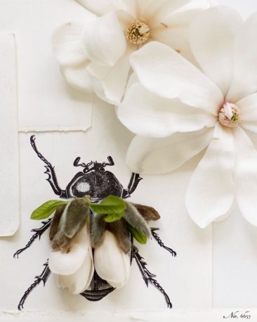 kariherer_insect
