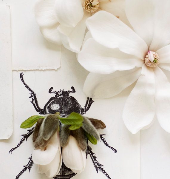 kariherer_insect