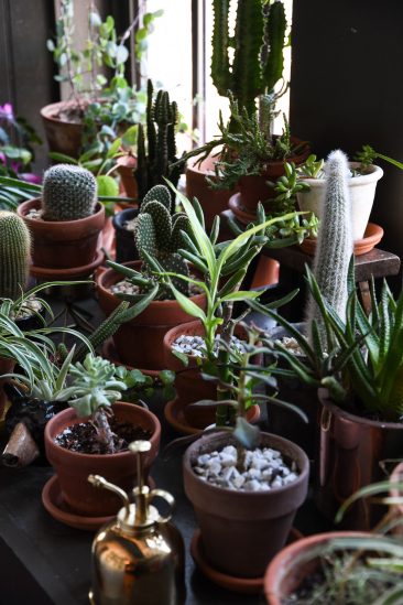 L'invasion des plantes vertes en décoration | Un loft à Baltimore