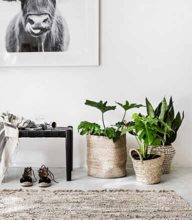 Plantes vertes dans des paniers en fibre végétale