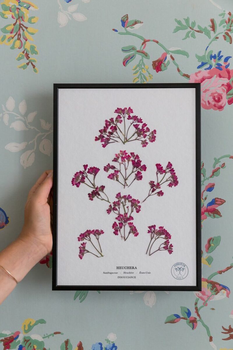 Les herbiers de fleurs séchées, signés Herbarium Les herbiers de fleurs séchées, signés Herbarium