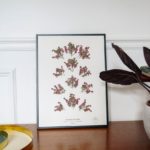 Herbarium : l’herbier revisité