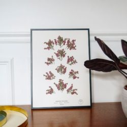 Herbarium : l'herbier revisité Les tableaux en fleurs sechees Herbarium_8