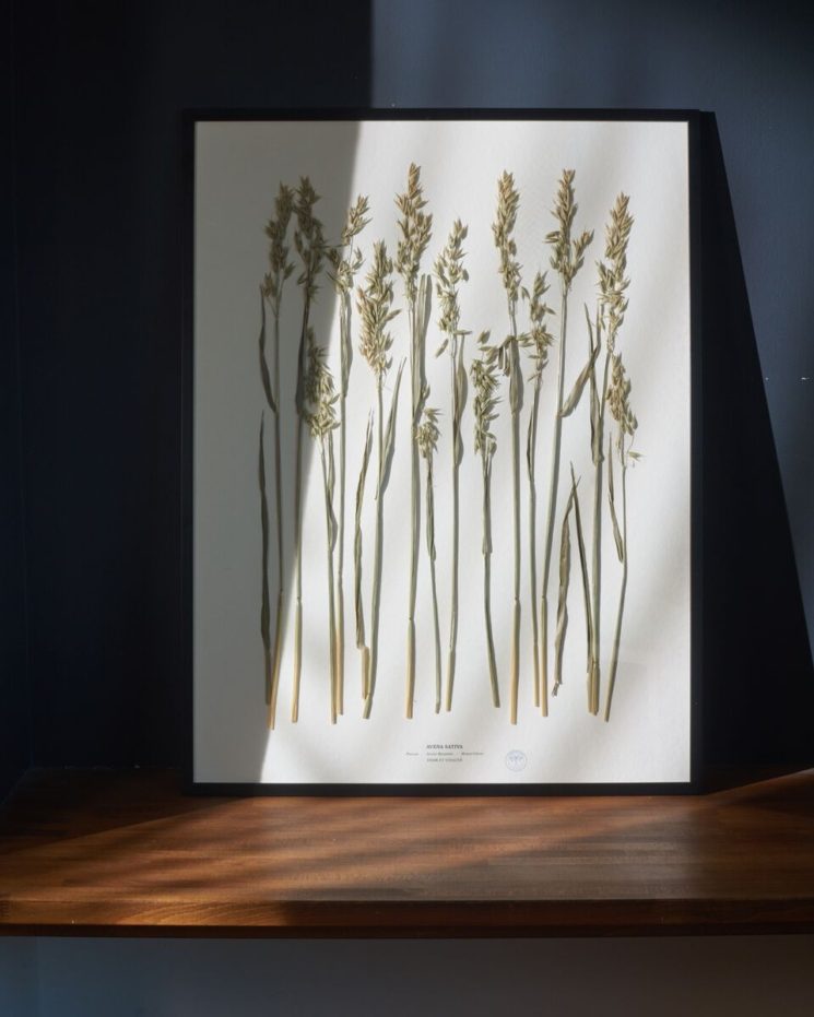 Les herbiers de fleurs séchées, signés Herbarium