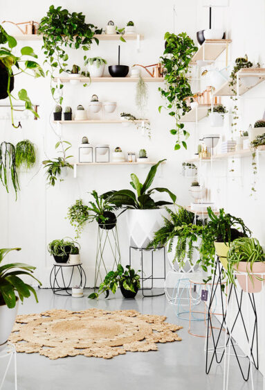 Les plantes suspendues