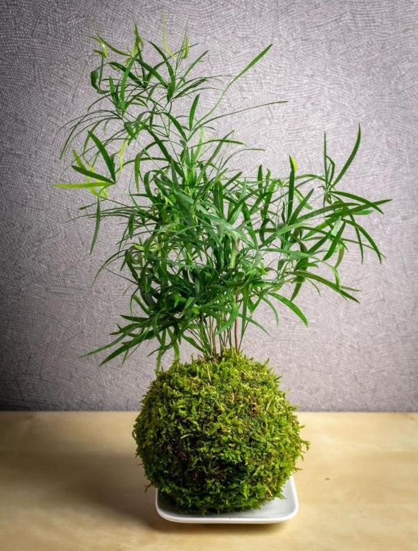 Kokedama plante Asparagus Falcatus - Boutique Etsy Faites une fleur France