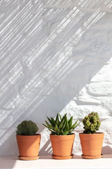 [ Décors des îles grecques ] Hôtel Papyrella à Mykonos // Cactus