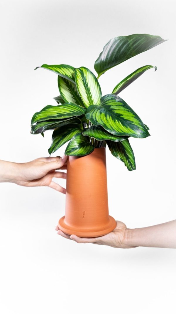 Pot de fleurs, Maxi-Mitrons XL - Boutique Etsy Packlab