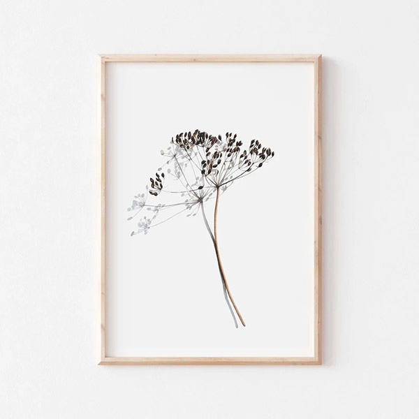 etsy-LemonScarletGalerie_illustration-fleur-sechee