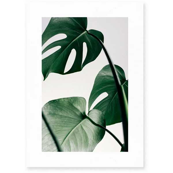 Le Renard - Affiche Monstera