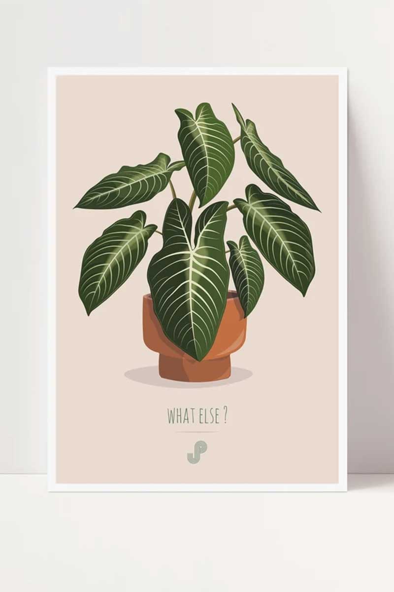 Affiche Phyllotaenium Lindenii - Boutique Etsy Jungle Paper