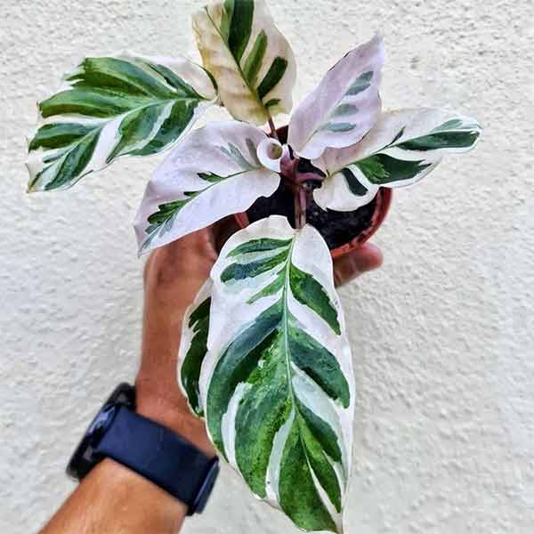 Calathea Rarité - Boutique Etsy Mon Jungle