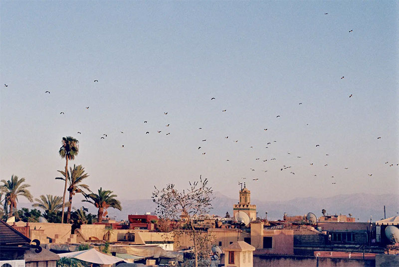 Vue du toit du riad Rosemary à Marrakech