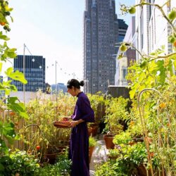 micro-jardin-ville_@nygardeninthesky