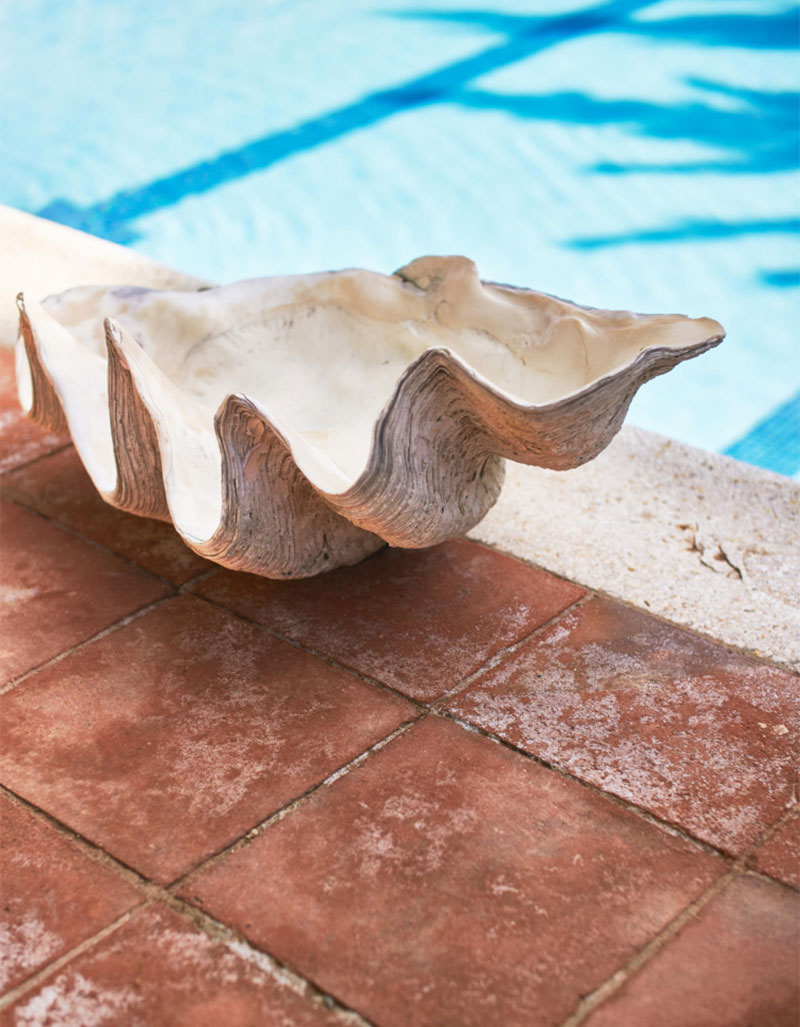 Coquillage en bord de la piscine