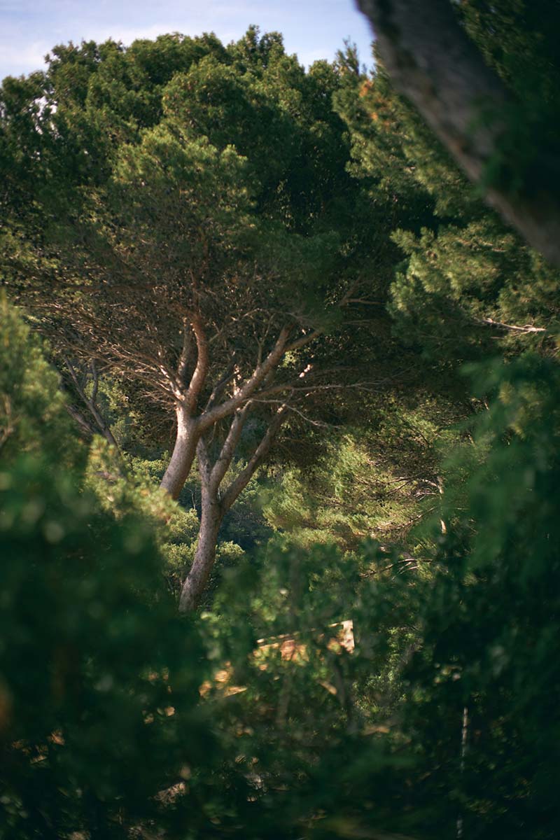 Paysage de pinède méditerranéen