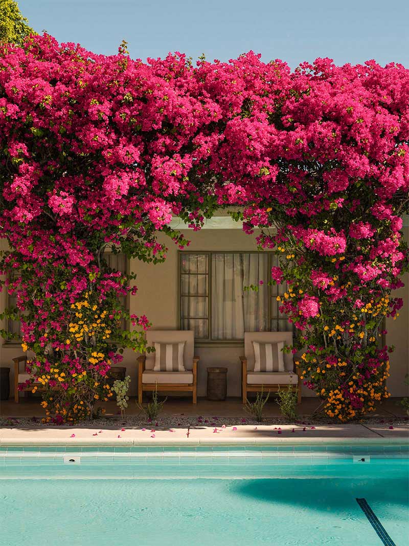 Casa Cody à Palm Springs : Vue de la maison sous les bougainvilliers roses et de la pisicine