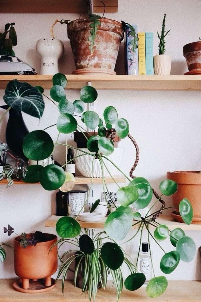 Mise en scène d'objets et de plantes sur des étagères en bois pour une déco bohème Mise en scène d'objets et de plantes sur des étagères en bois pour une déco bohème