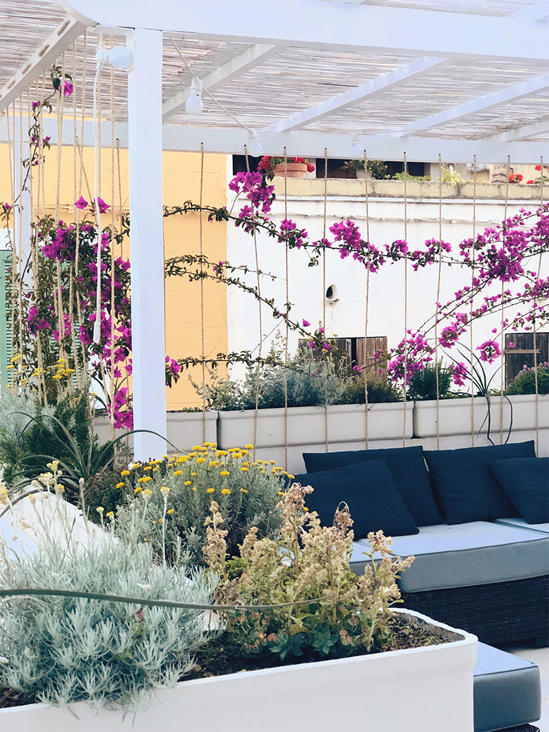 Installation d'une pergolas en canisse banc, sur laquelle poussent des plantes grimpantes Installation d'une pergolas en canisse banc, sur laquelle poussent des plantes grimpantes